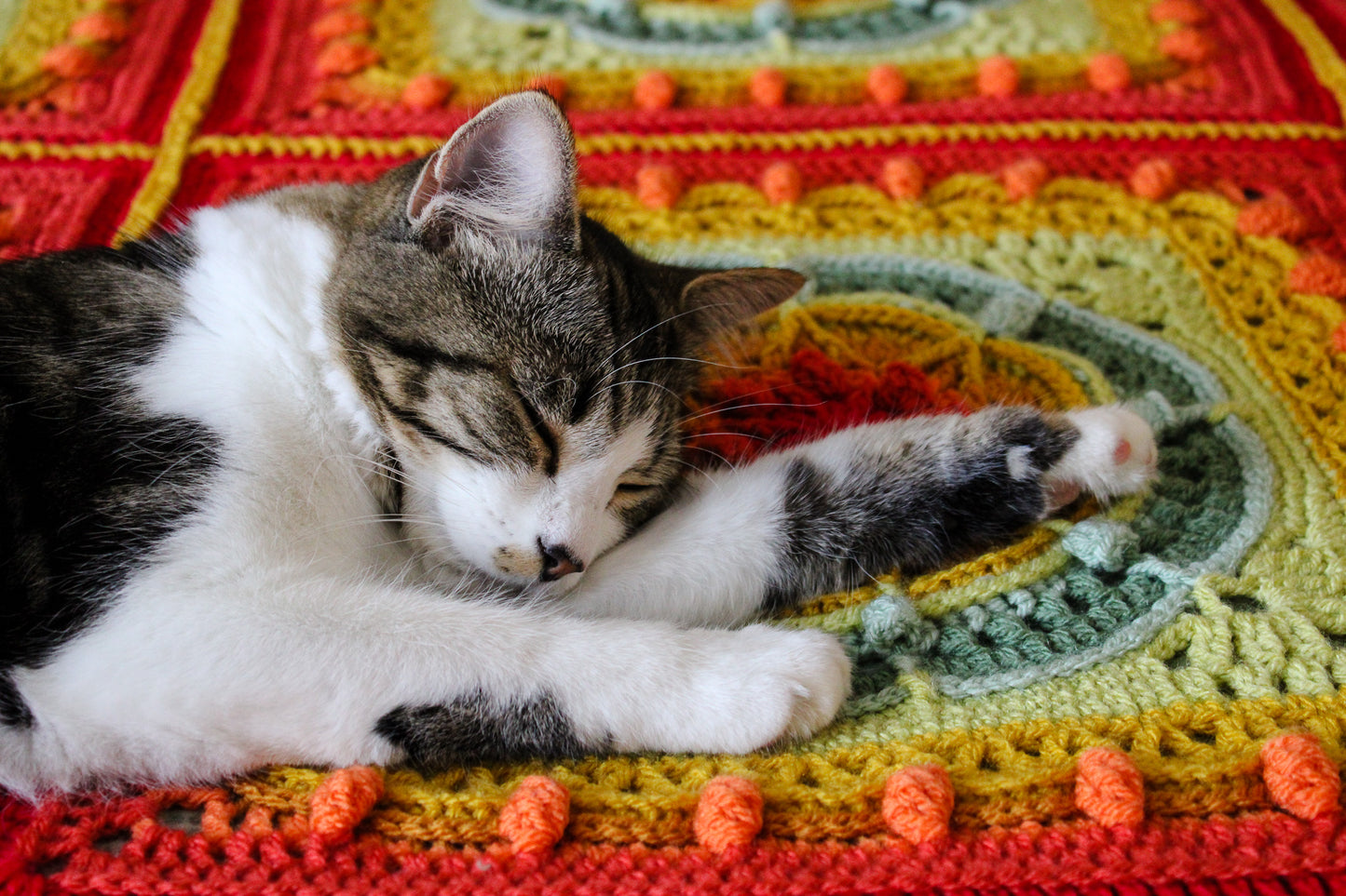 Splendid Serendipity