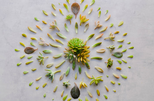 Succulents and Propagation